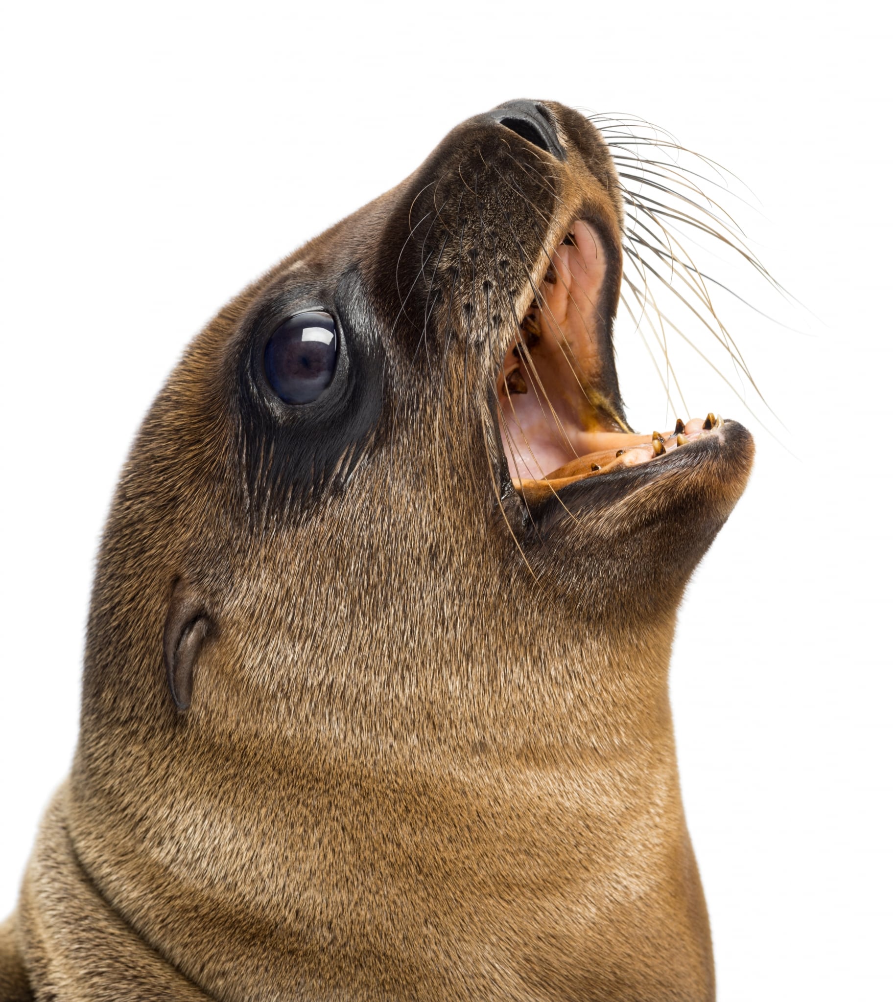 close up of a young california sea lion zalophus PPSFPMB