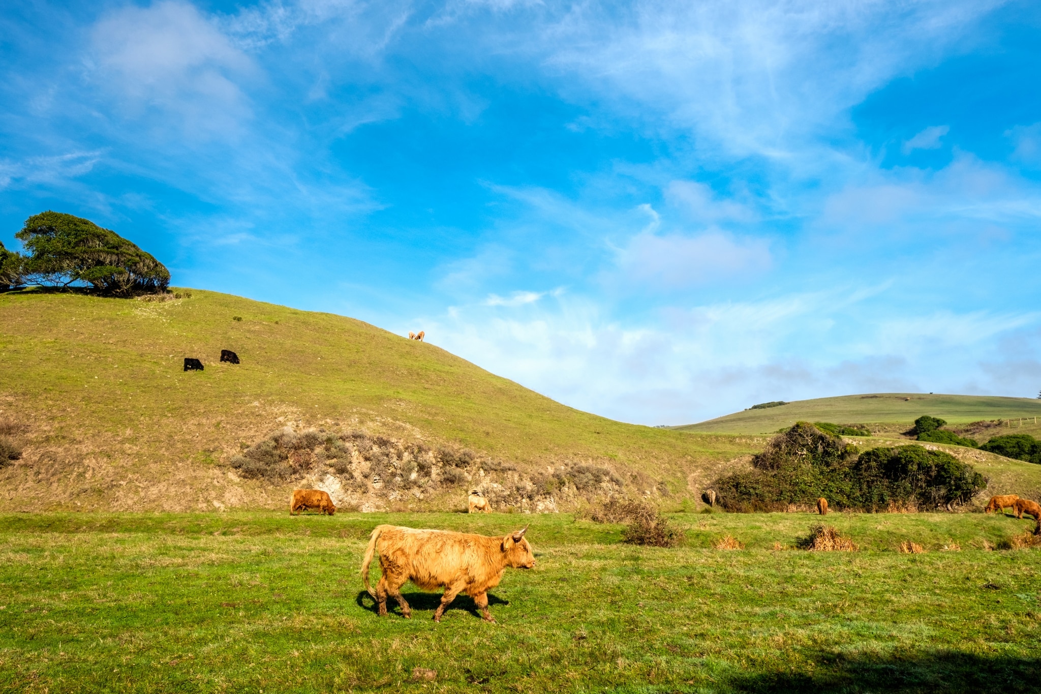 highland cows on a field california P3SYDXG