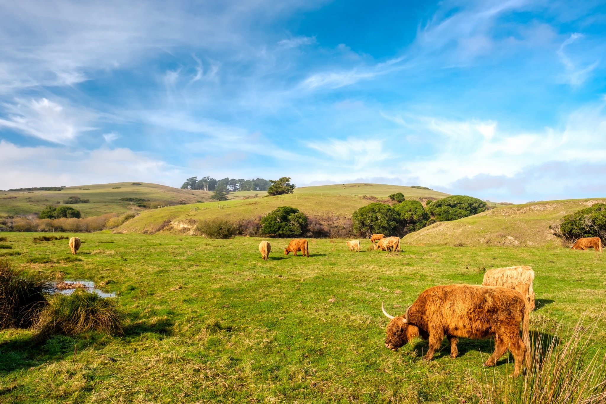 highland cows on a field california PG373Q7